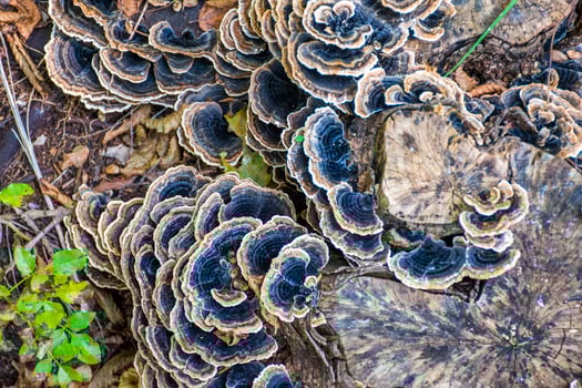 Top view of mushrooms photo