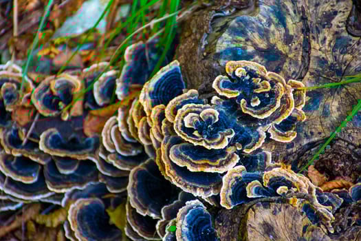Group of black mushrooms photo