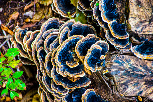 Close-up of mushrooms photo