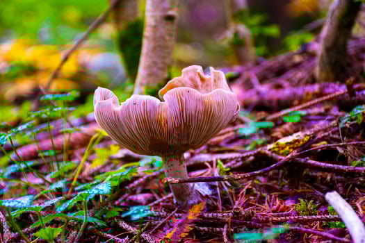 Mushroom in the woods photo
