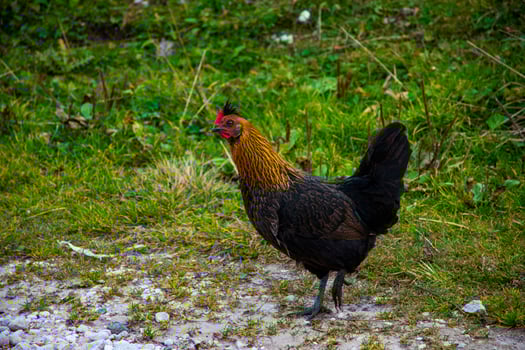 Hen in a field photo
