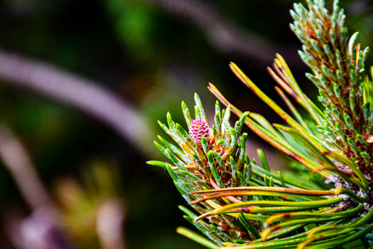 Dwarf pine cone photo