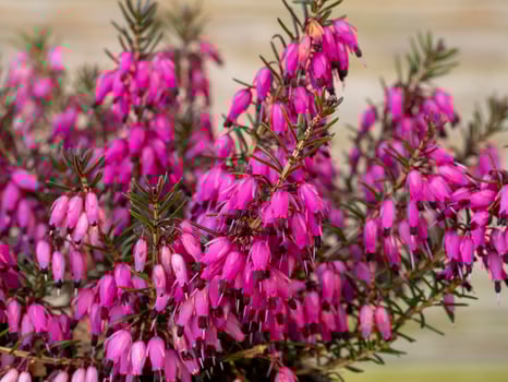 Closeup of the flowers of heather Erica carnea Challenger photo