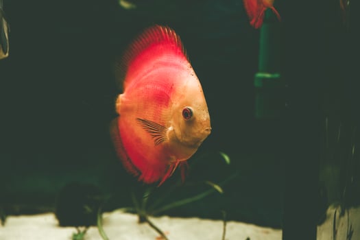 Exotic fish Symphysodon discus, in an aquarium photo