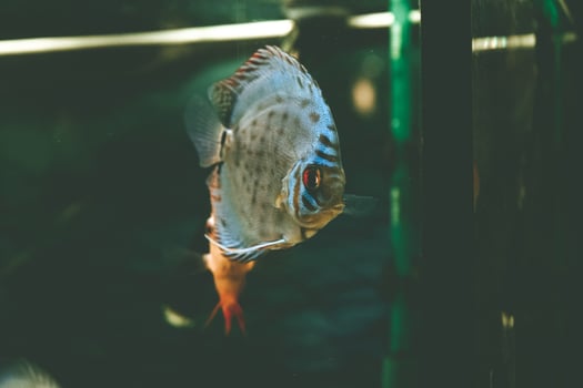 Exotic fish Symphysodon discus, in an aquarium photo