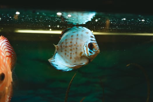 Exotic fish Symphysodon discus, in an aquarium photo