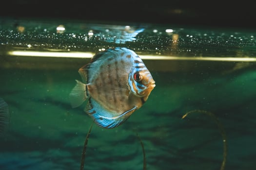 Exotic fish Symphysodon discus, in an aquarium photo