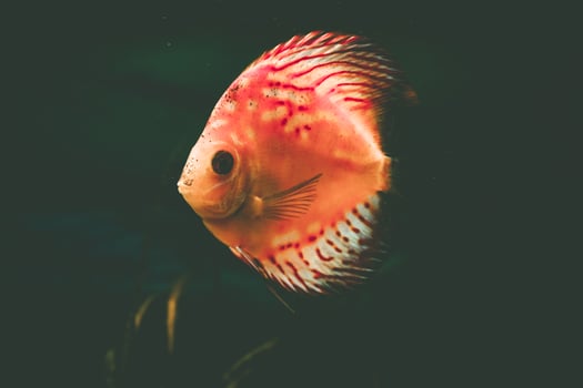 Exotic fish Symphysodon discus, in an aquarium photo