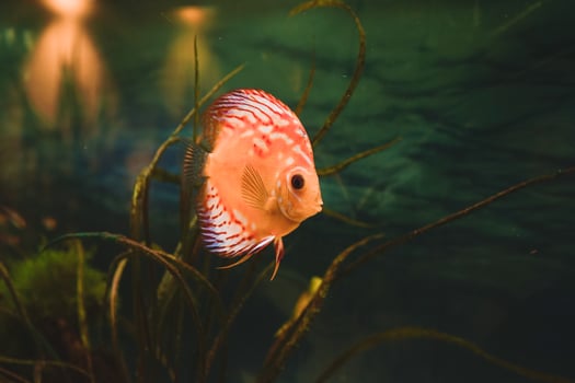 Exotic fish Symphysodon discus, in an aquarium photo