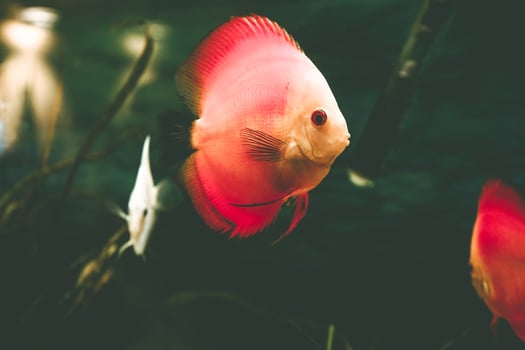 Exotic fish Symphysodon discus, in an aquarium photo
