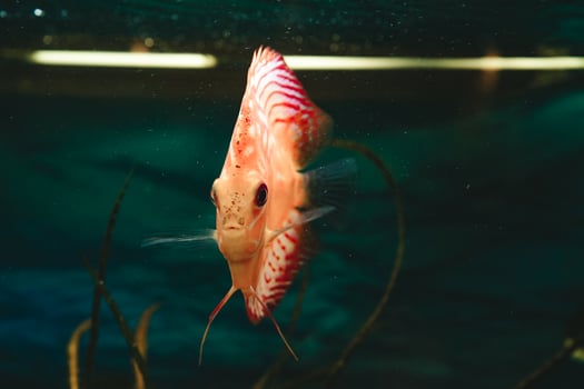 Exotic fish Symphysodon discus, in an aquarium photo