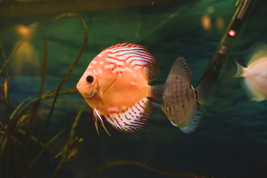 Exotic fish Symphysodon discus, in an aquarium photo