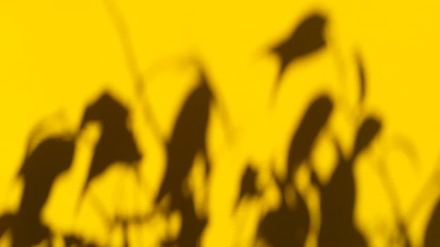 Leaves shadows on yellow pastel paper. Abstract backgorund. Stock photo. photo