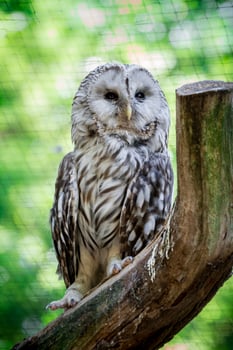 Portrait of Ural owl photo