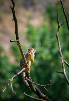 Common Squirrel Monkey photo