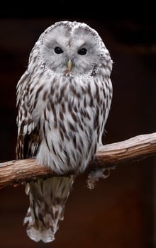 Portrait of Ural owl photo