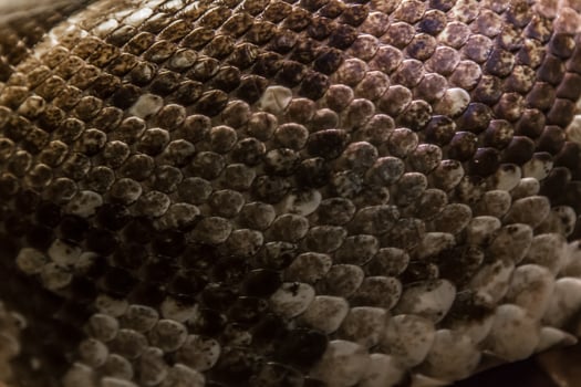 Skin of snake photo