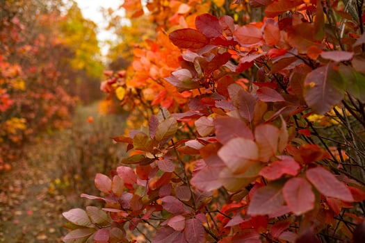 Colorful autumn forest photo