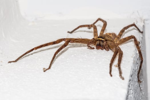 The big spider with long legs on wall in house photo