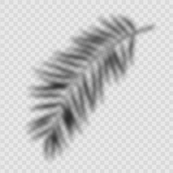 Realistic abstract palm leaves shadow isolated vector