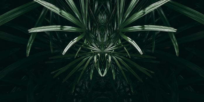 Tropical green leaf in dark tone. photo