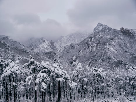 Pine forest under the snow and big mountains on the background. Seoraksan National Park, South Korea. Winter 2018 photo
