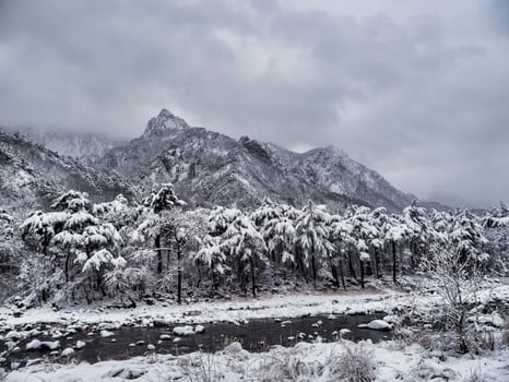 Pine forest under the snow and big mountains on the background. Seoraksan National Park, South Korea. Winter 2018 photo