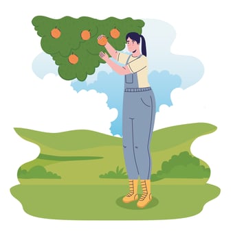 farmer female cultivating oranges in the camp vector