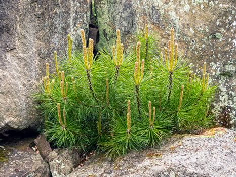 Dwarf pine tree in a rock garden photo