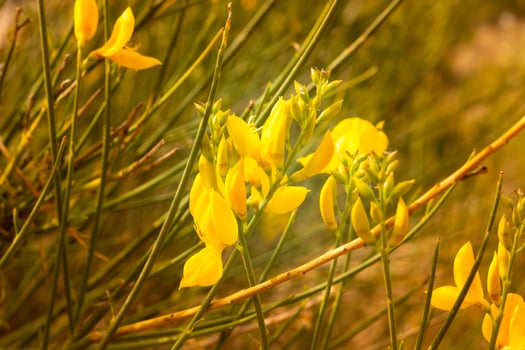 Yellow flowering broom, seen in springtime photo