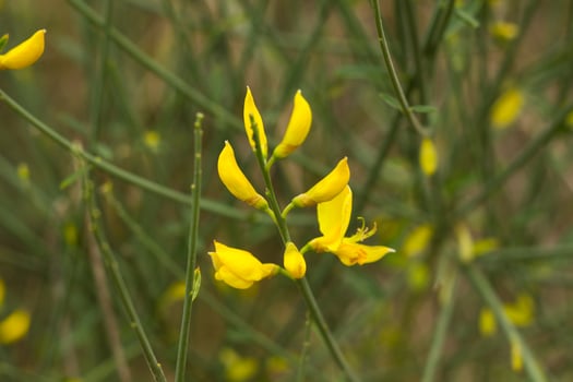 Yellow flowering broom, seen in springtime photo