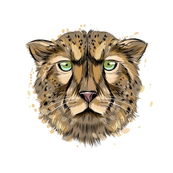 Cheetah head portrait from a splash of watercolor, colored drawing, realistic. Vector illustration of paints