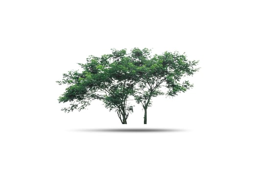 Couple trees isolated on white background photo