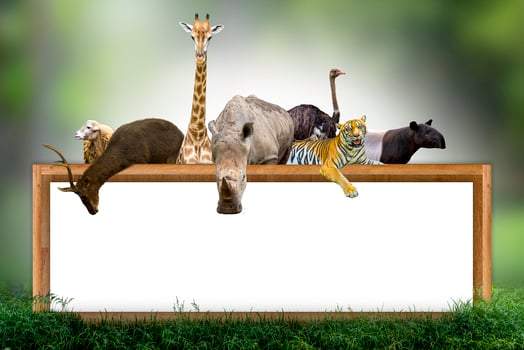Wildlife Conservation Day Wild animals to the home. Or wildlife protection photo