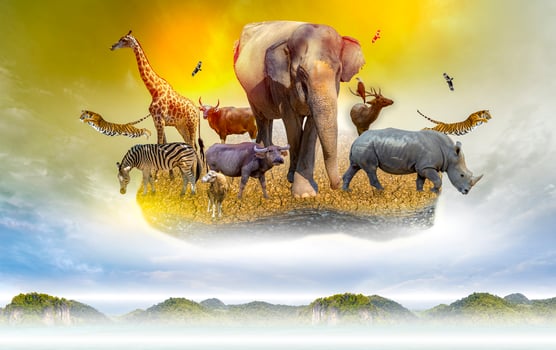 Wildlife Conservation Day Wild animals to the home. Or wildlife protection photo