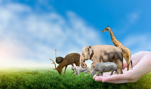 Wildlife Conservation Day Wild animals to the home. Or wildlife protection photo