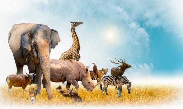 African safari and Asian animals in the theme illustration, filled with many animals, a white border image photo