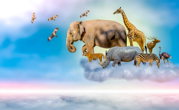 Wildlife Conservation Day Wild animals to the home. Or wildlife protection photo