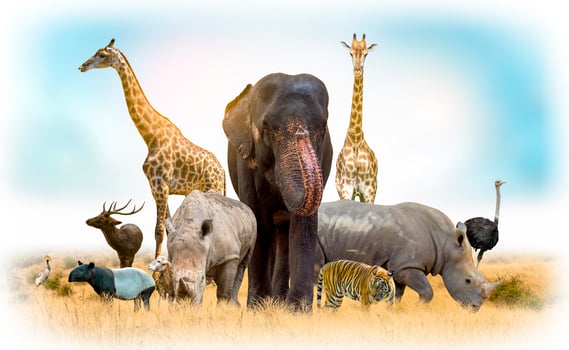 Wildlife Conservation Day Wild animals to the home. Or wildlife protection photo
