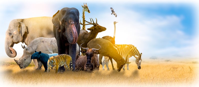 Wildlife Conservation Day Wild animals to the home. Or wildlife protection photo