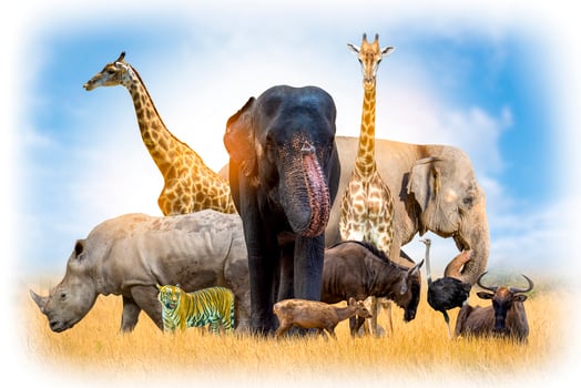 Wildlife Conservation Day Wild animals to the home. Or wildlife protection photo