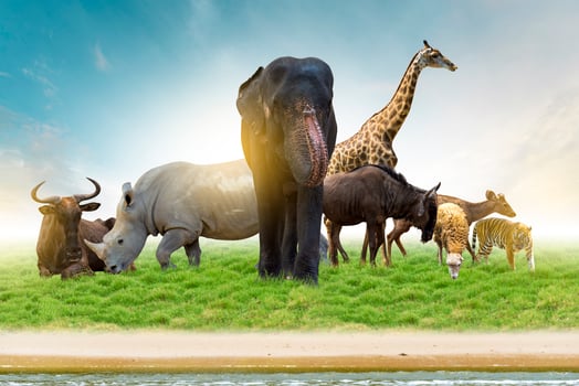Wildlife Conservation Day Wild animals to the home. Or wildlife protection photo