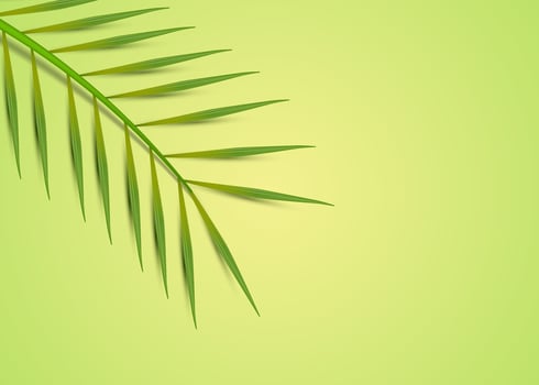 Tropical leaves minimal background vector