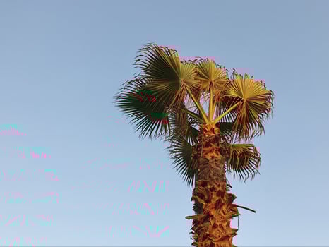 nature and vegetation of tropical climate photo