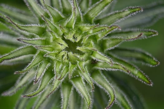 Green summer perennial flower bud photo