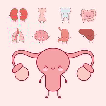human organs set vector
