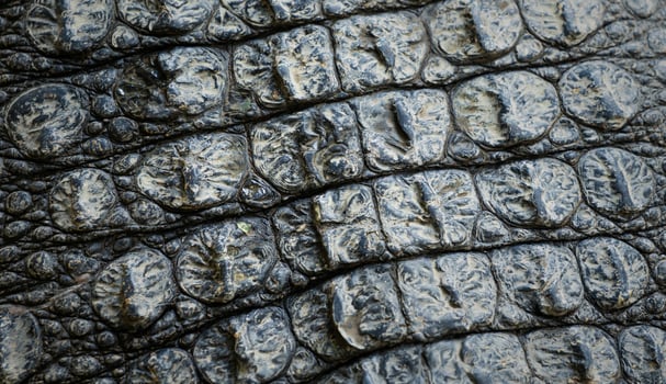 Closeup image of crocodile skin texture background photo