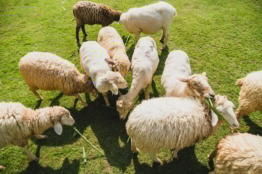 Sheep on green grass photo