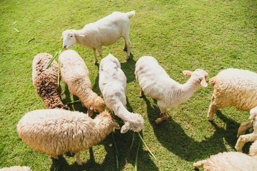 Sheep on green grass photo