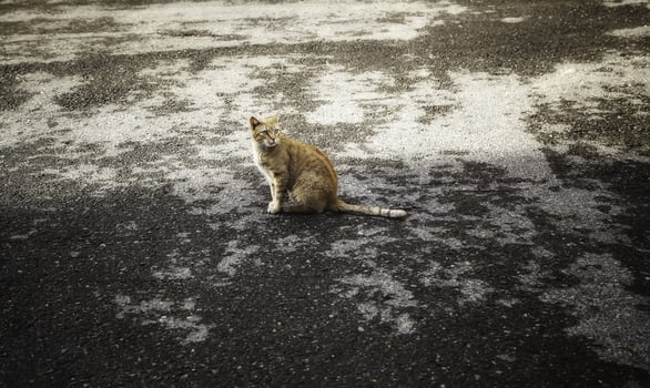 Stray cat in the city photo